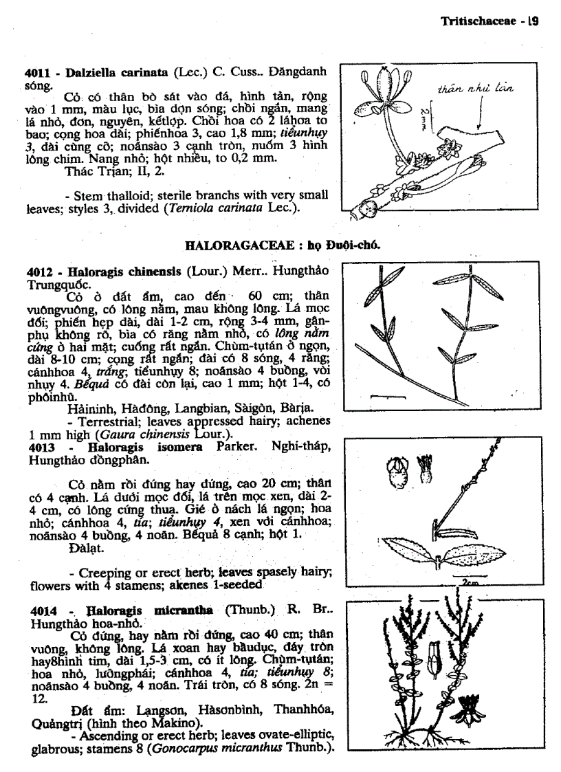 image for page Cây cỏ Việt Nam