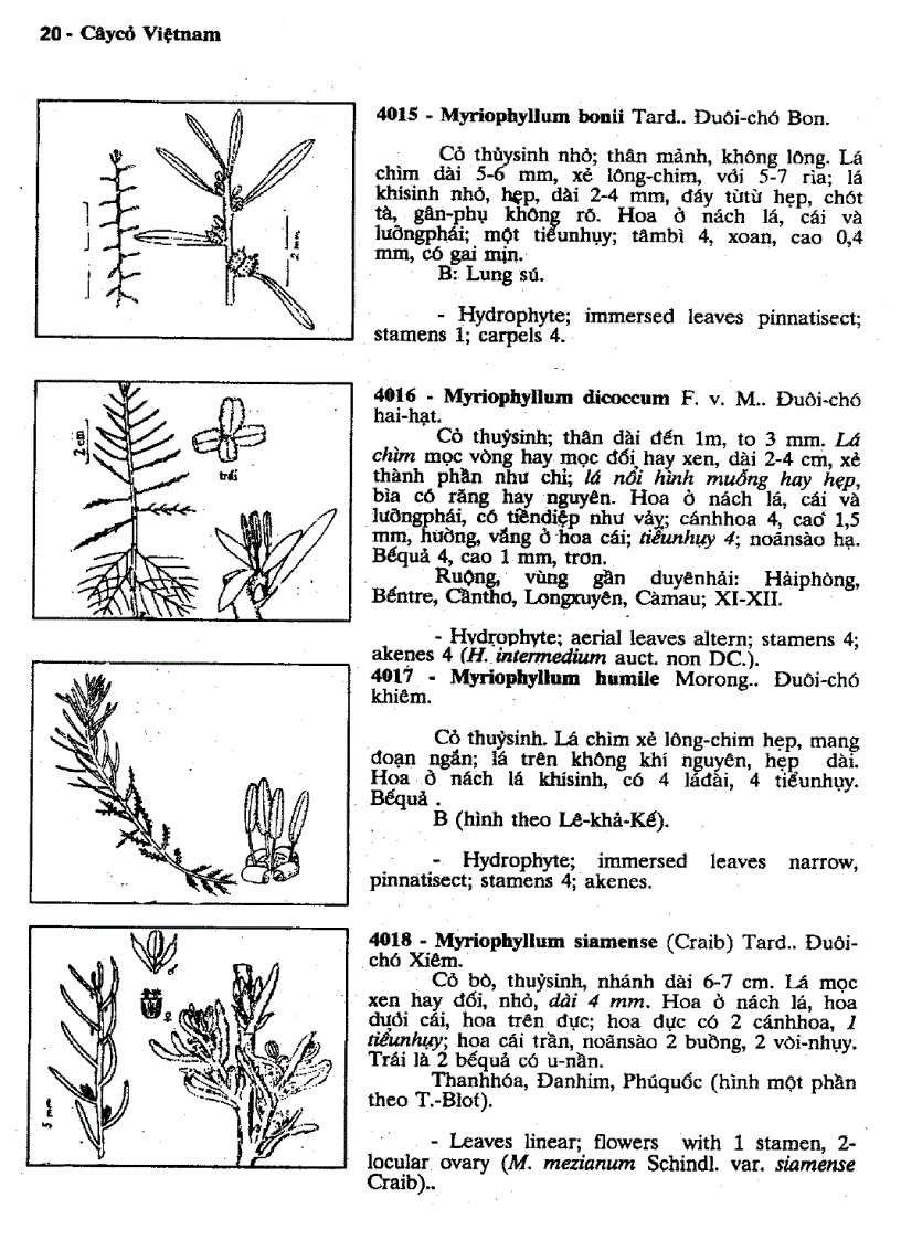 image for page Cây cỏ Việt Nam