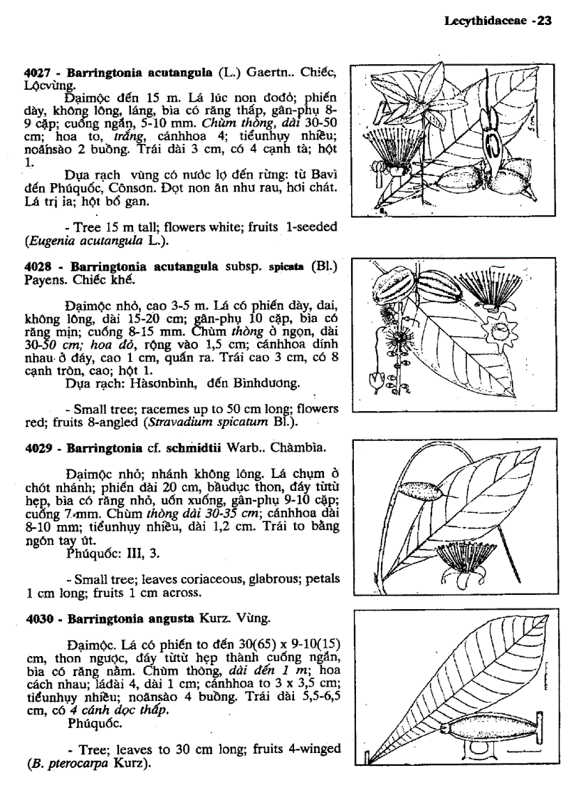 image for page Cây cỏ Việt Nam