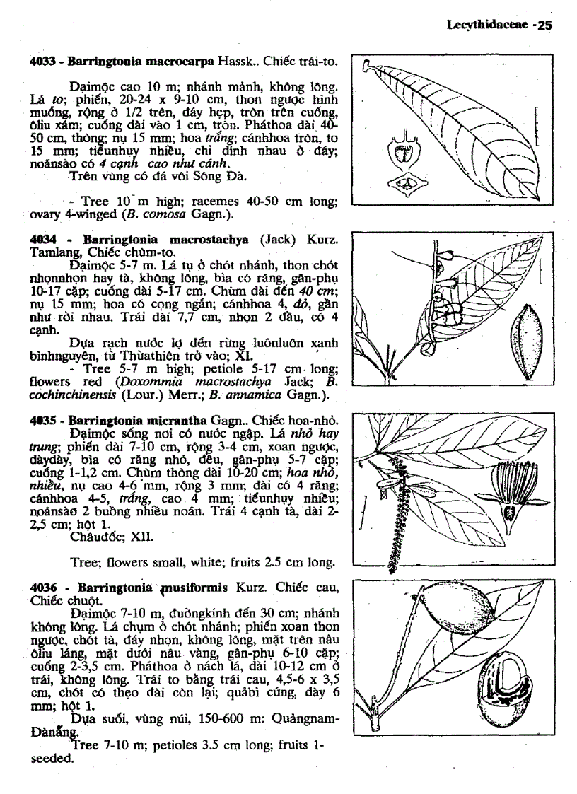 image for page Cây cỏ Việt Nam