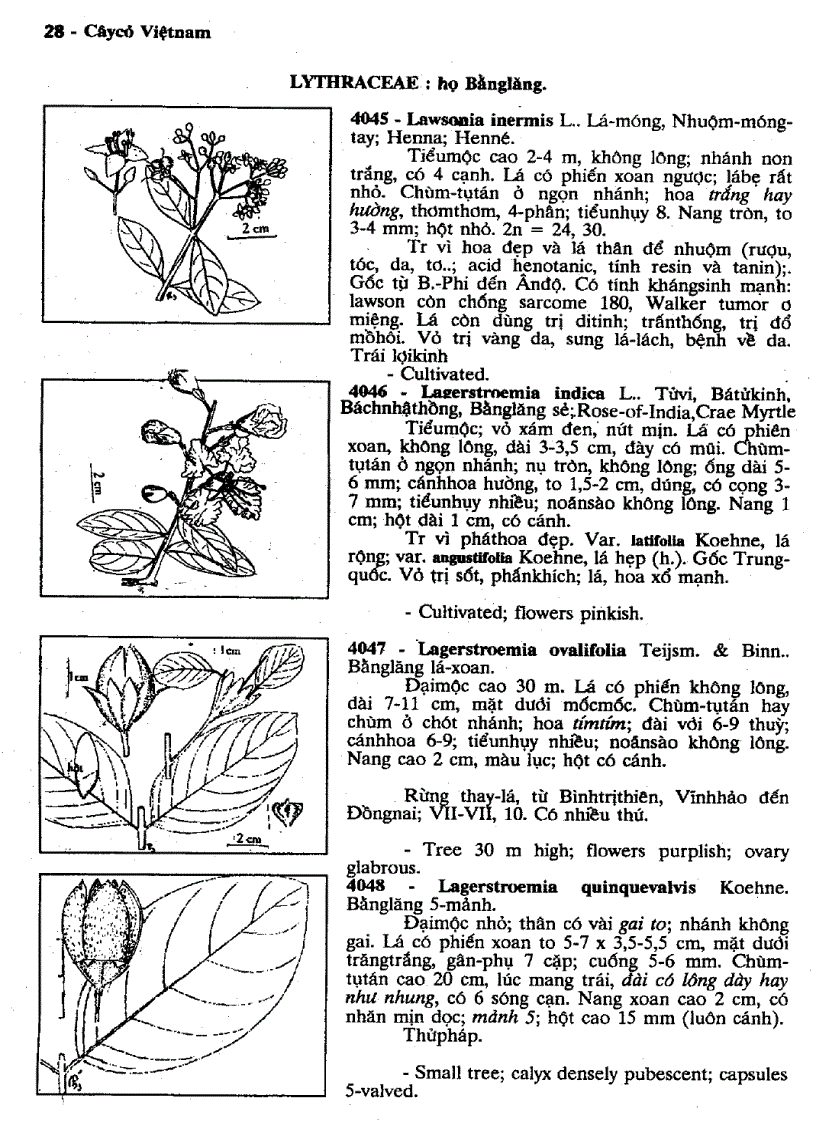 image for page Cây cỏ Việt Nam