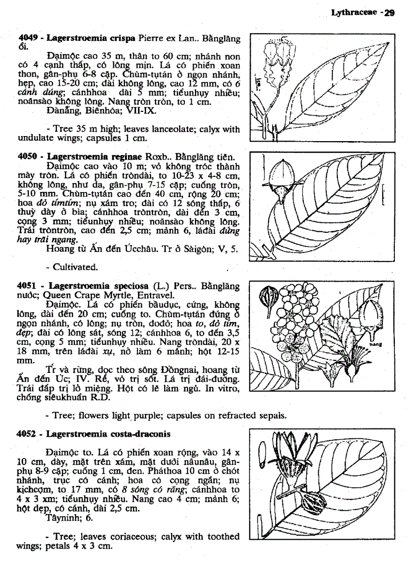 image for page Cây cỏ Việt Nam
