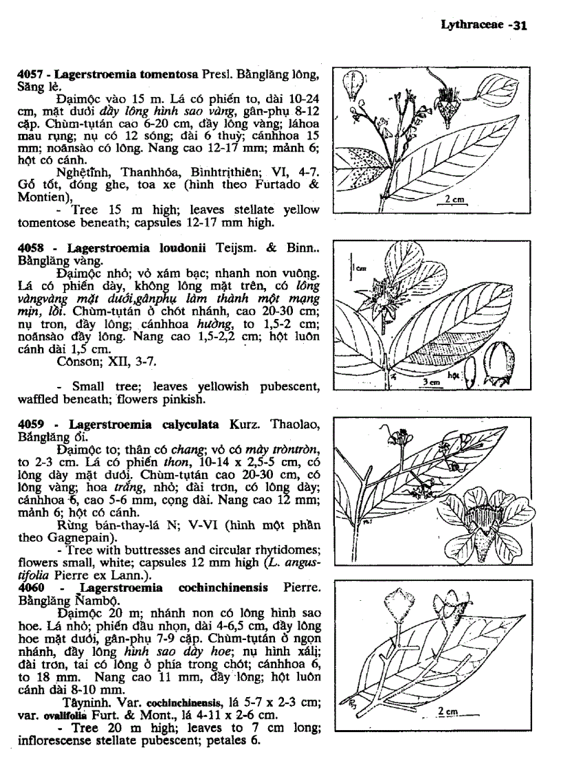 image for page Cây cỏ Việt Nam