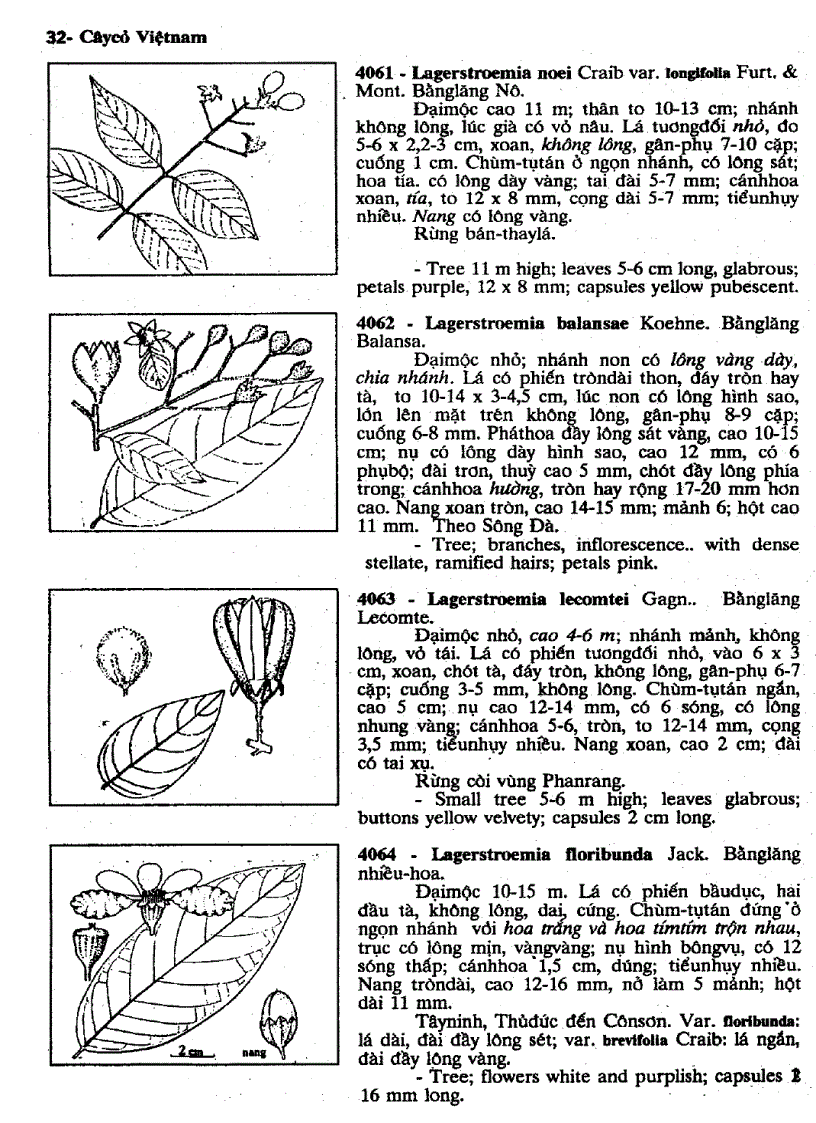 image for page Cây cỏ Việt Nam