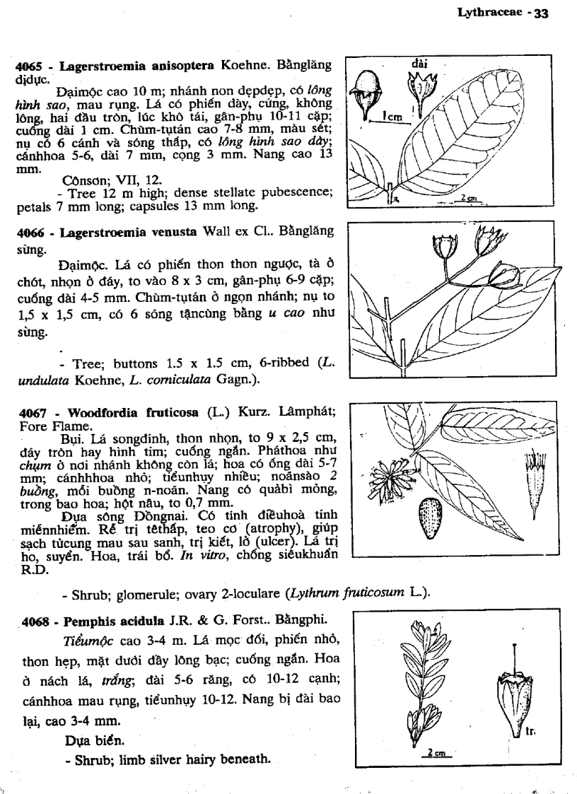 image for page Cây cỏ Việt Nam