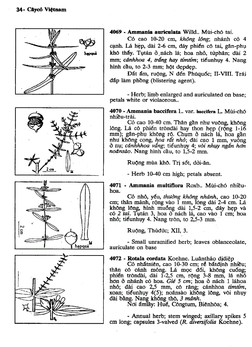 image for page Cây cỏ Việt Nam