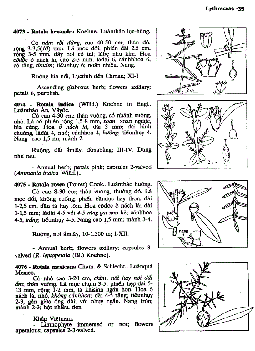 image for page Cây cỏ Việt Nam