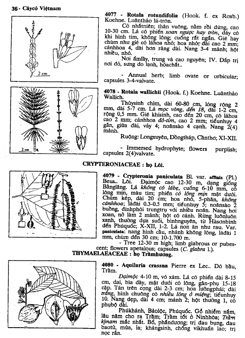 image for page Cây cỏ Việt Nam