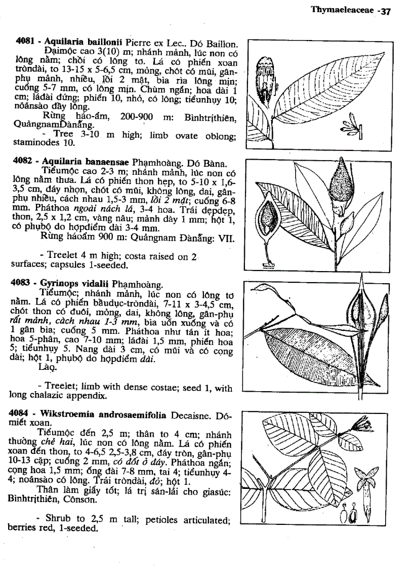 image for page Cây cỏ Việt Nam