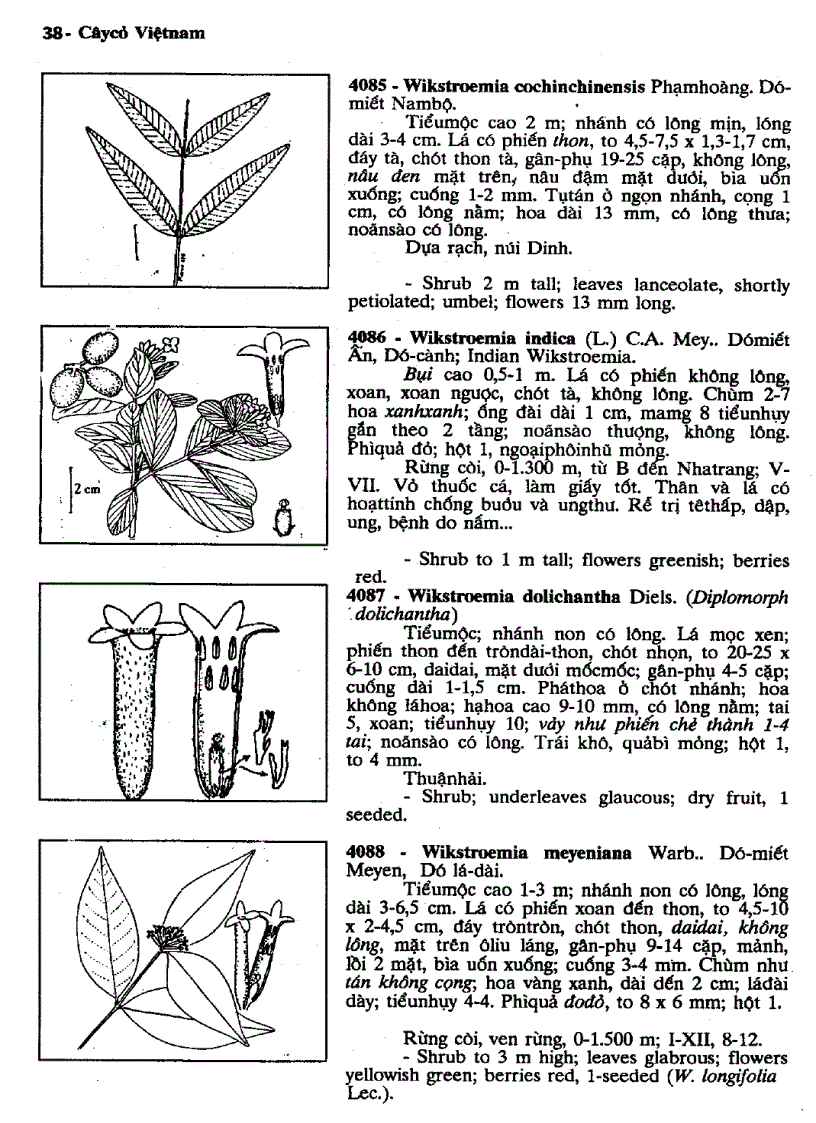 image for page Cây cỏ Việt Nam