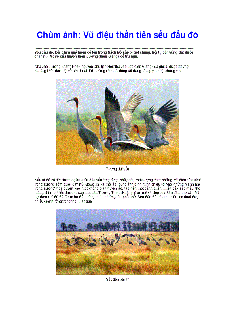 image for page Chùm ảnh về vũ điệu của sếu đầu đỏ