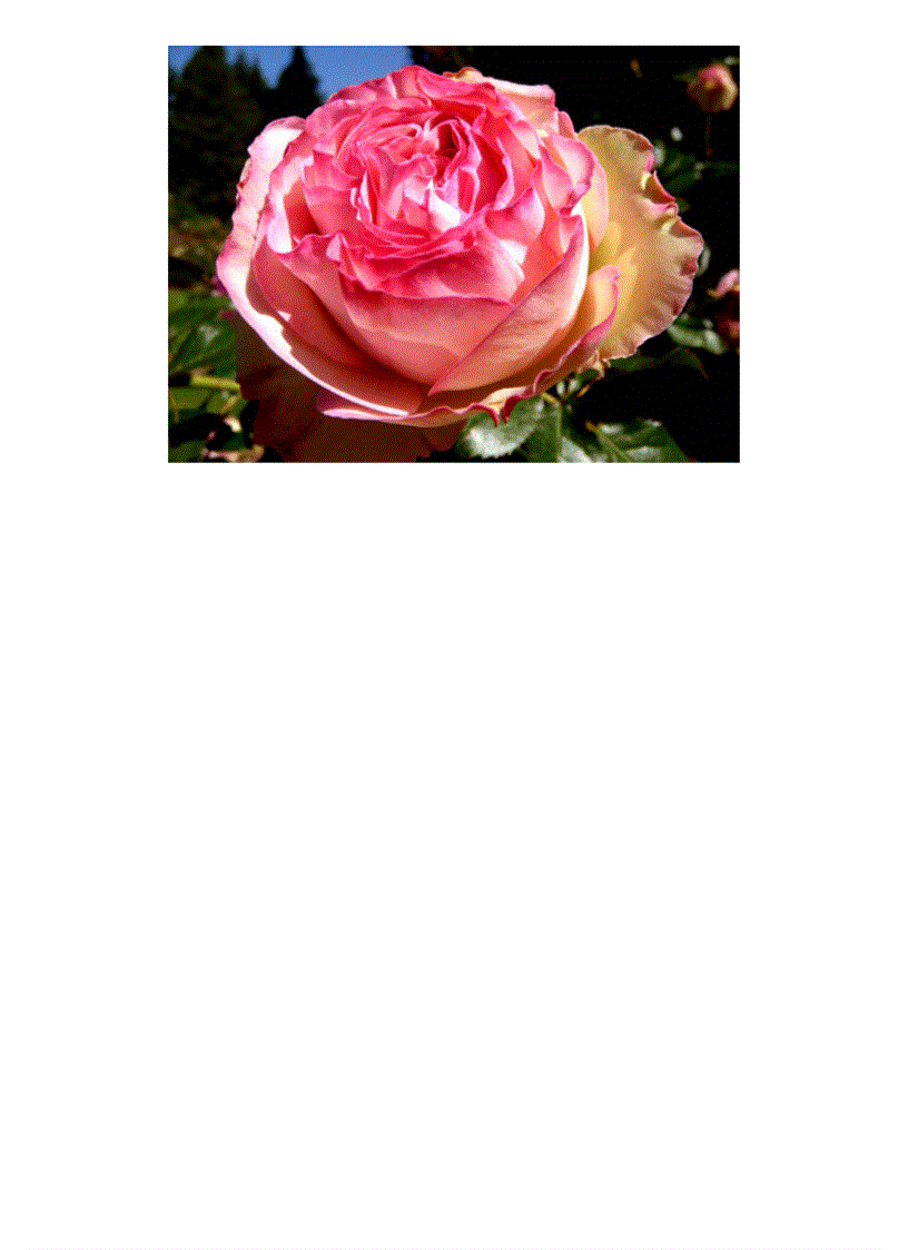 image for page Chum canh hoa hồng