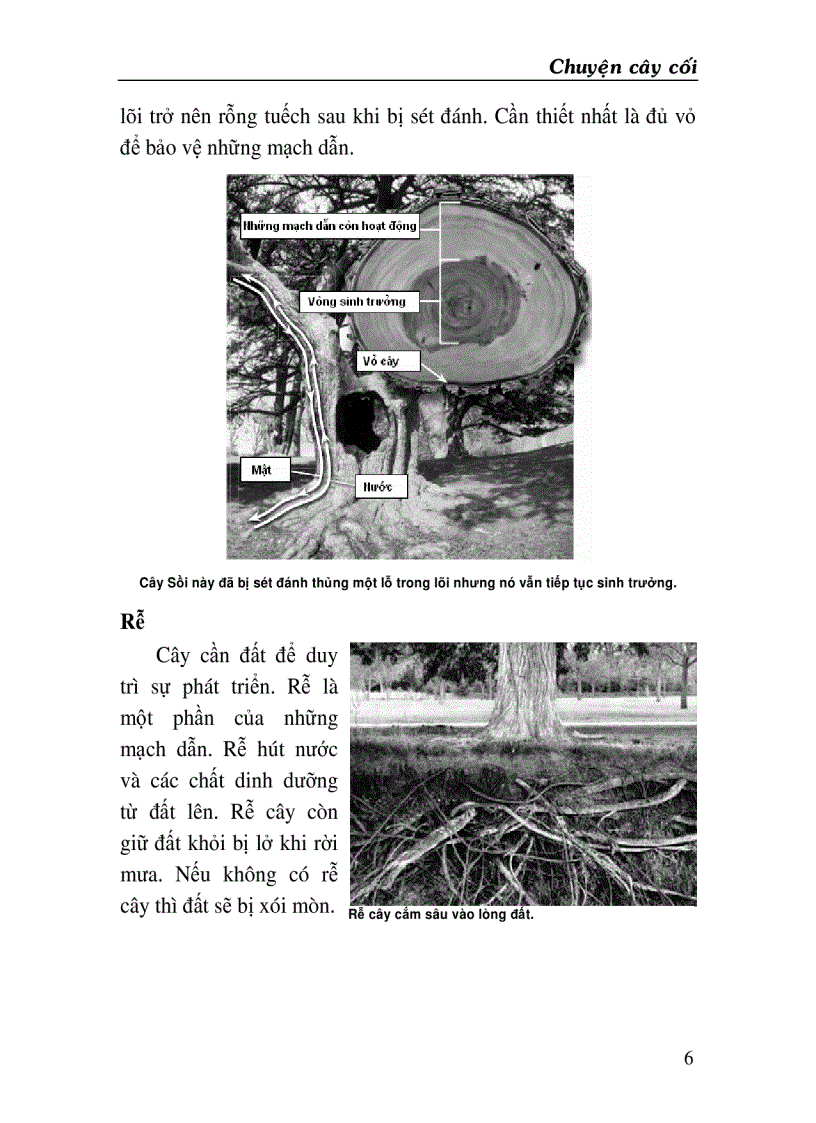 image for page Chuyện cây cối