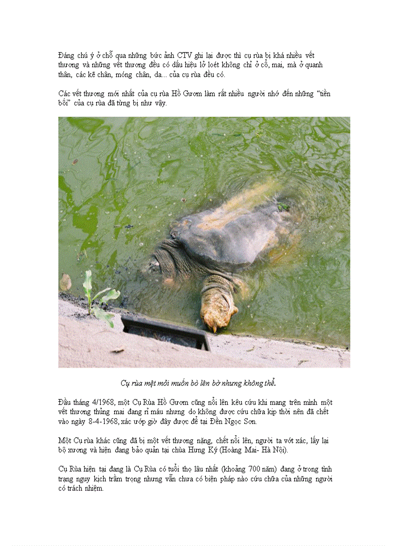 image for page Cu rua ho guom lai keu cuu