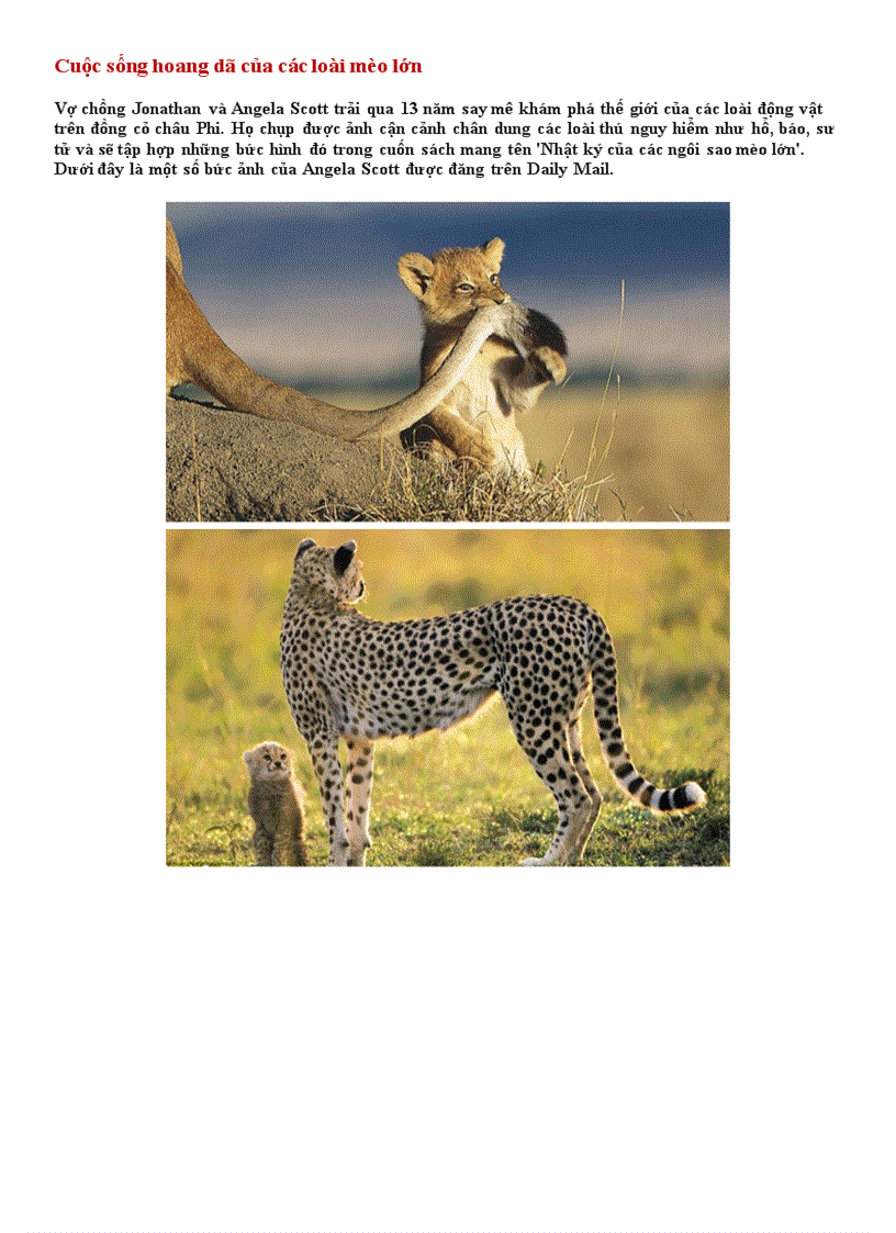 image for page Cuộc sống hoang dã của các loài mèo lớn