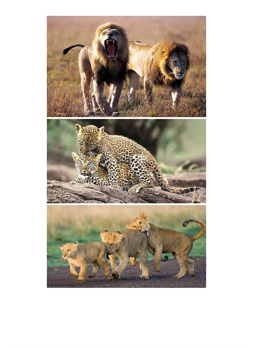 image for page Cuộc sống hoang dã của các loài mèo lớn