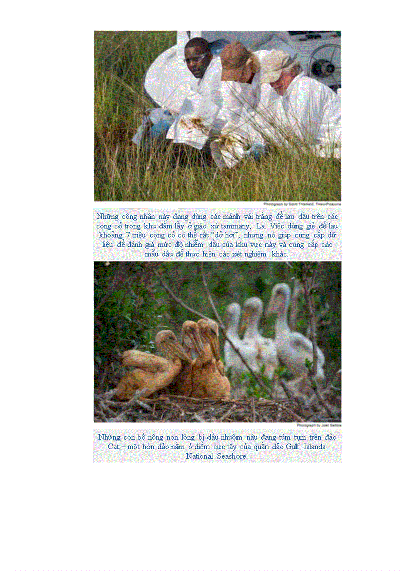 image for page Hậu quả từ vụ tràn dầu lớn nhất trong lịch sử