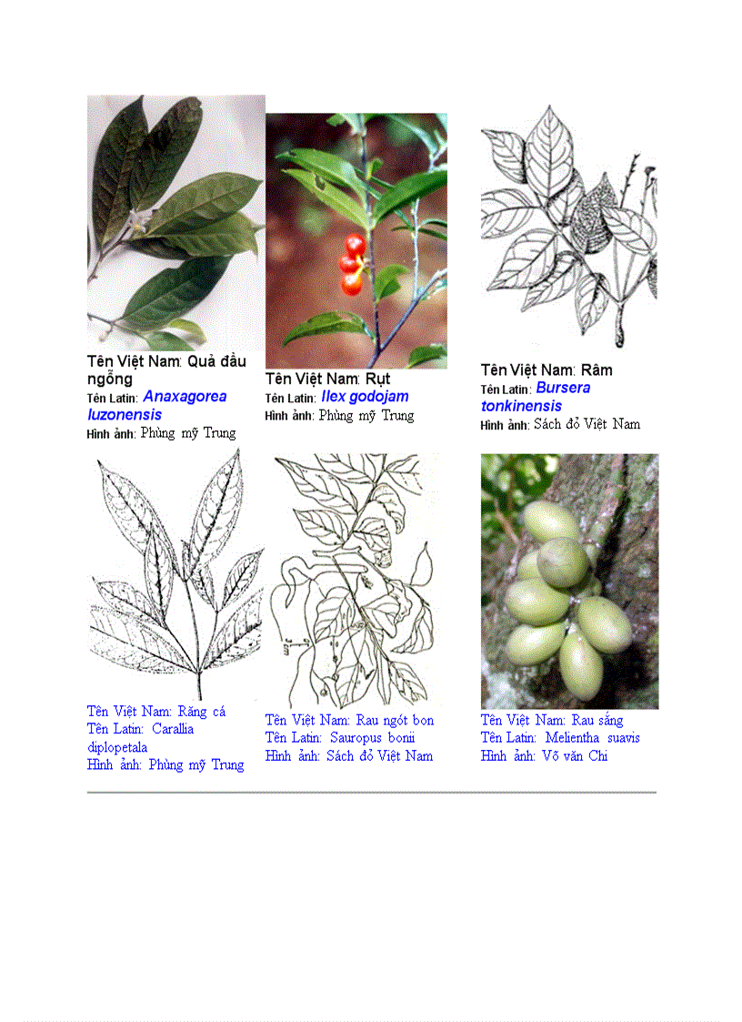 Hình ảnh cây cối