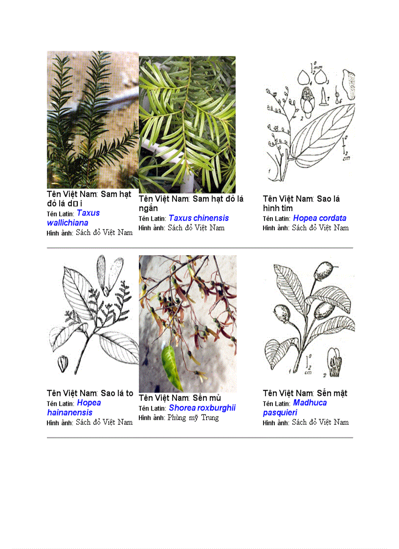 Hình ảnh cây cối
