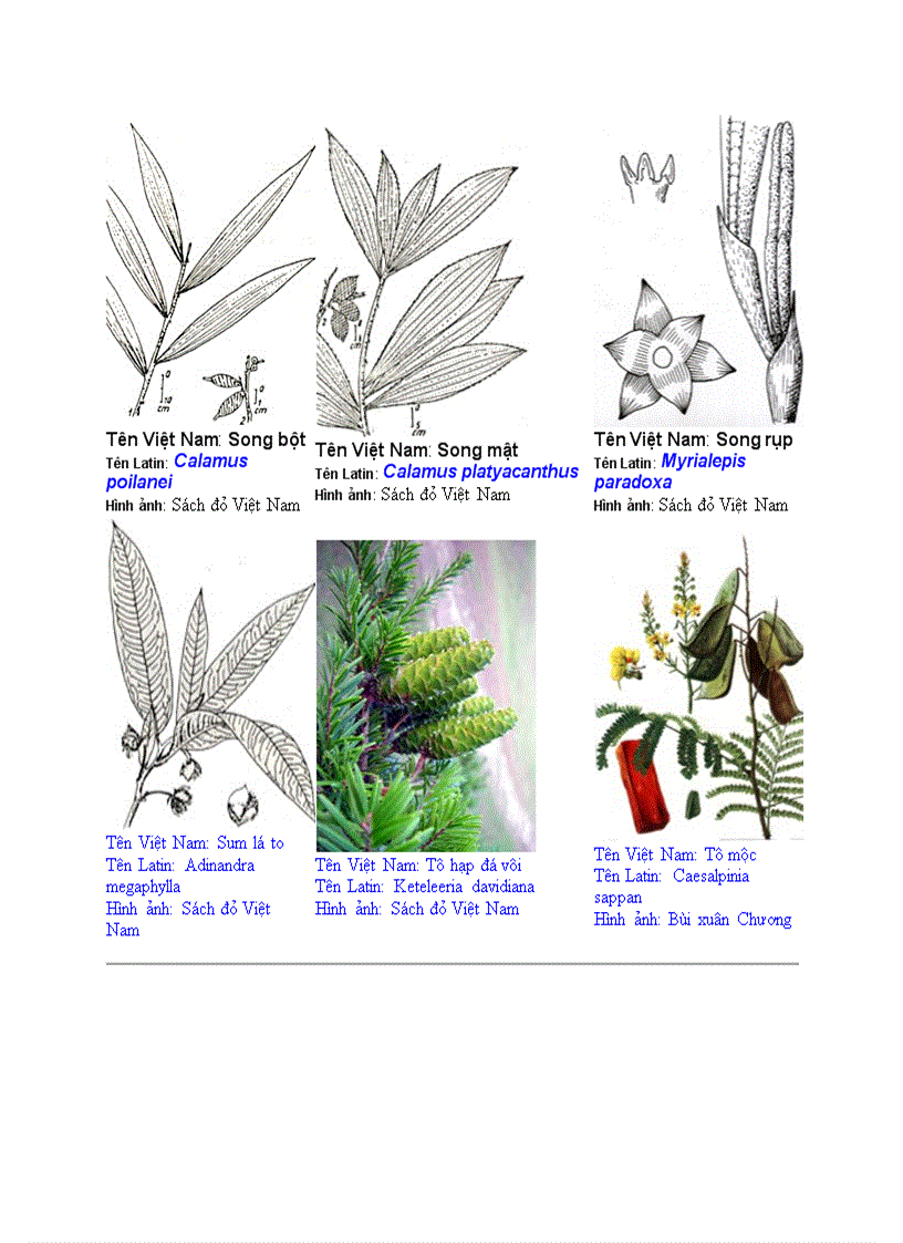 image for page Hình ảnh cây cối