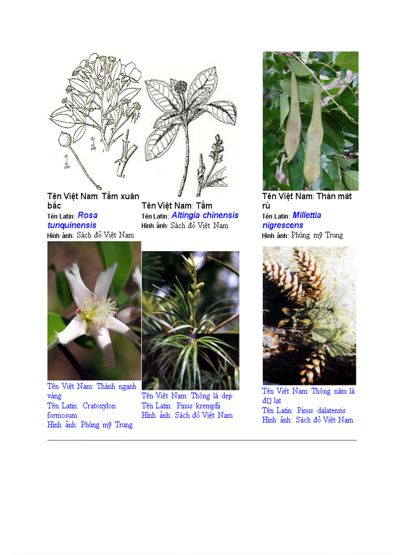 image for page Hình ảnh cây cối