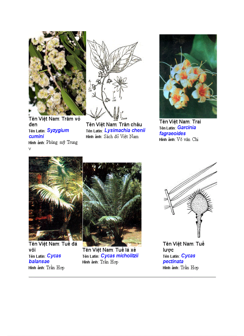 image for page Hình ảnh cây cối