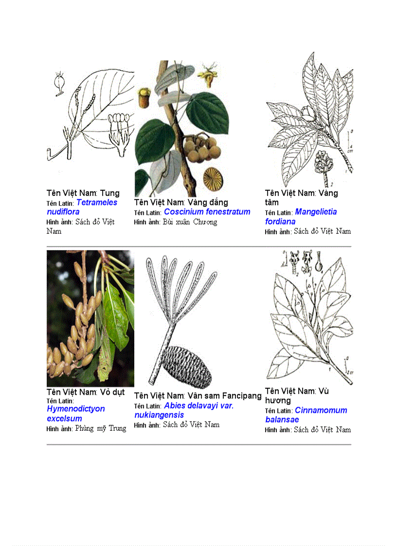 image for page Hình ảnh cây cối