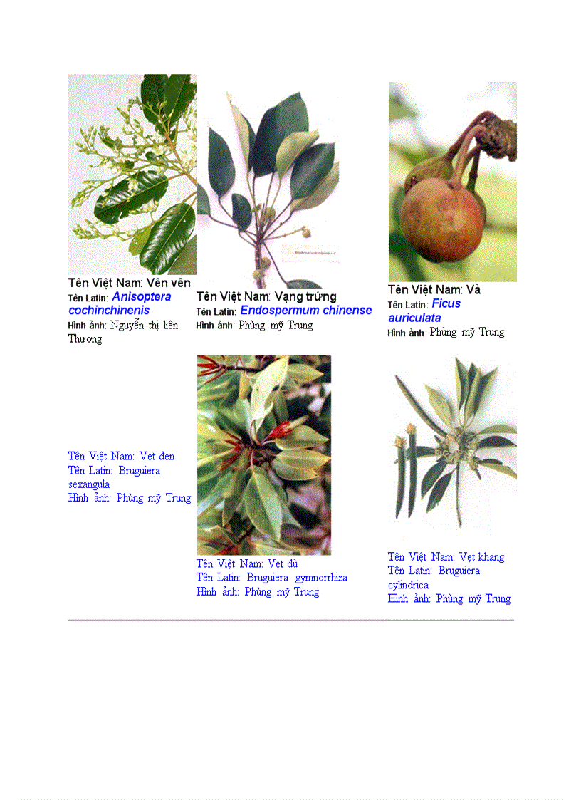 image for page Hình ảnh cây cối