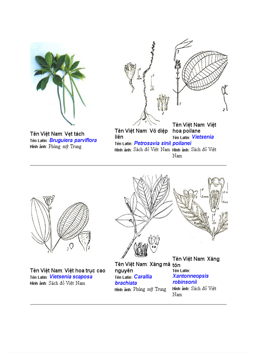 image for page Hình ảnh cây cối