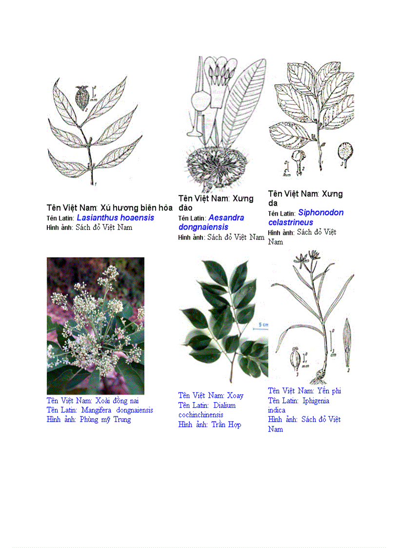 image for page Hình ảnh cây cối