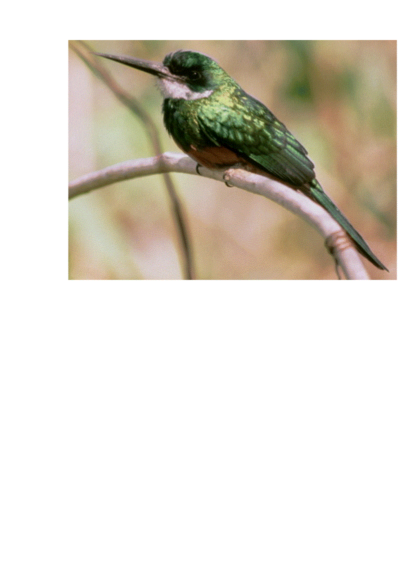 image for page Hinh anh mot so loai chim