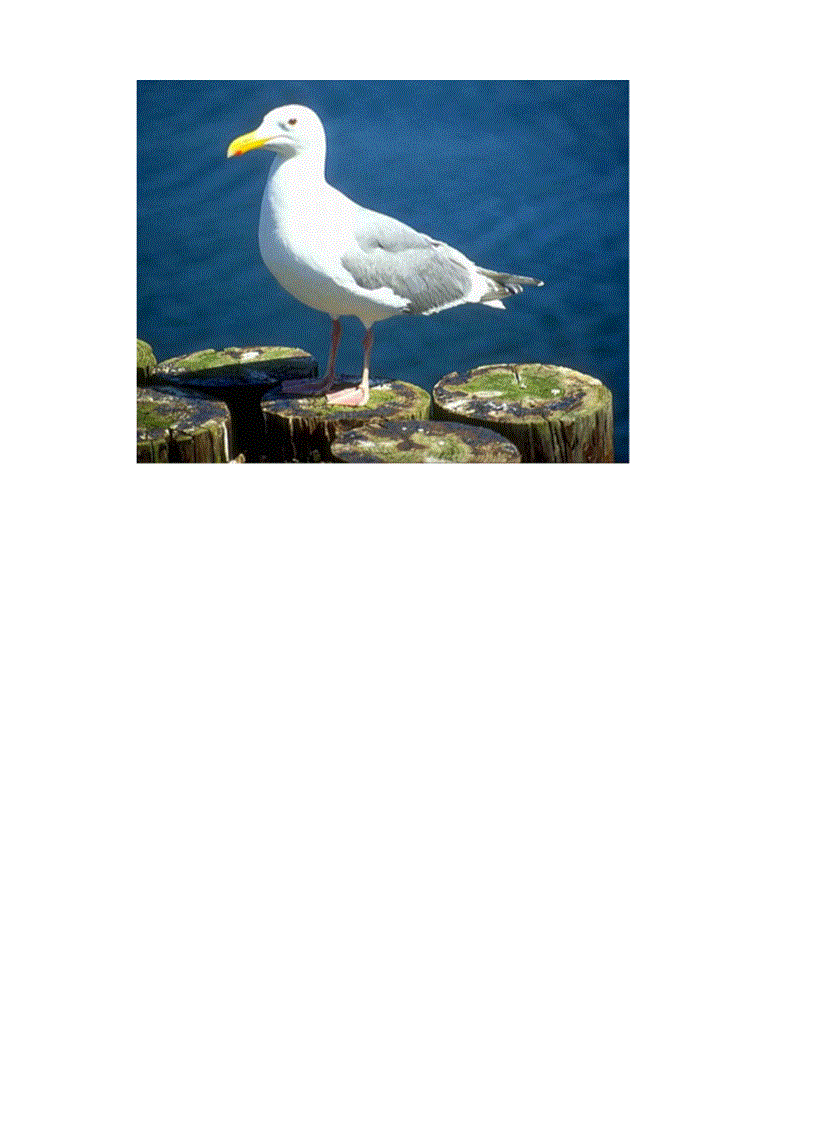 image for page Hinh anh mot so loai chim