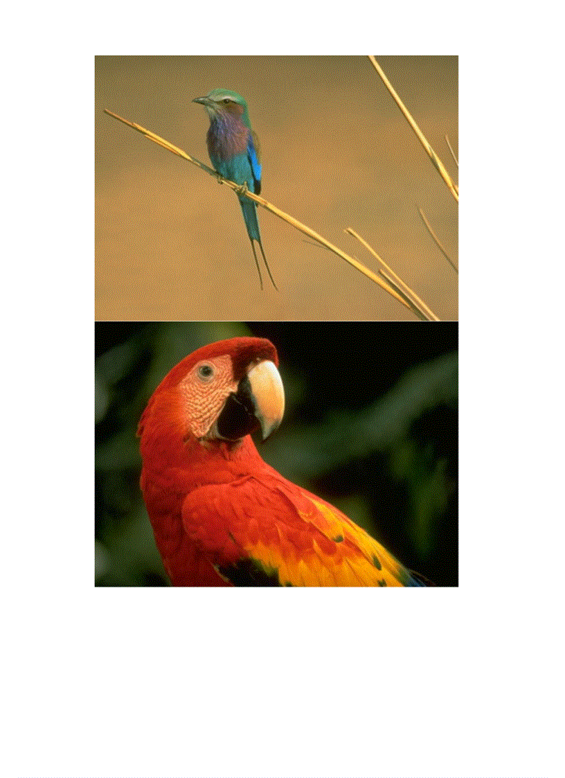 image for page Hinh anh mot so loai chim