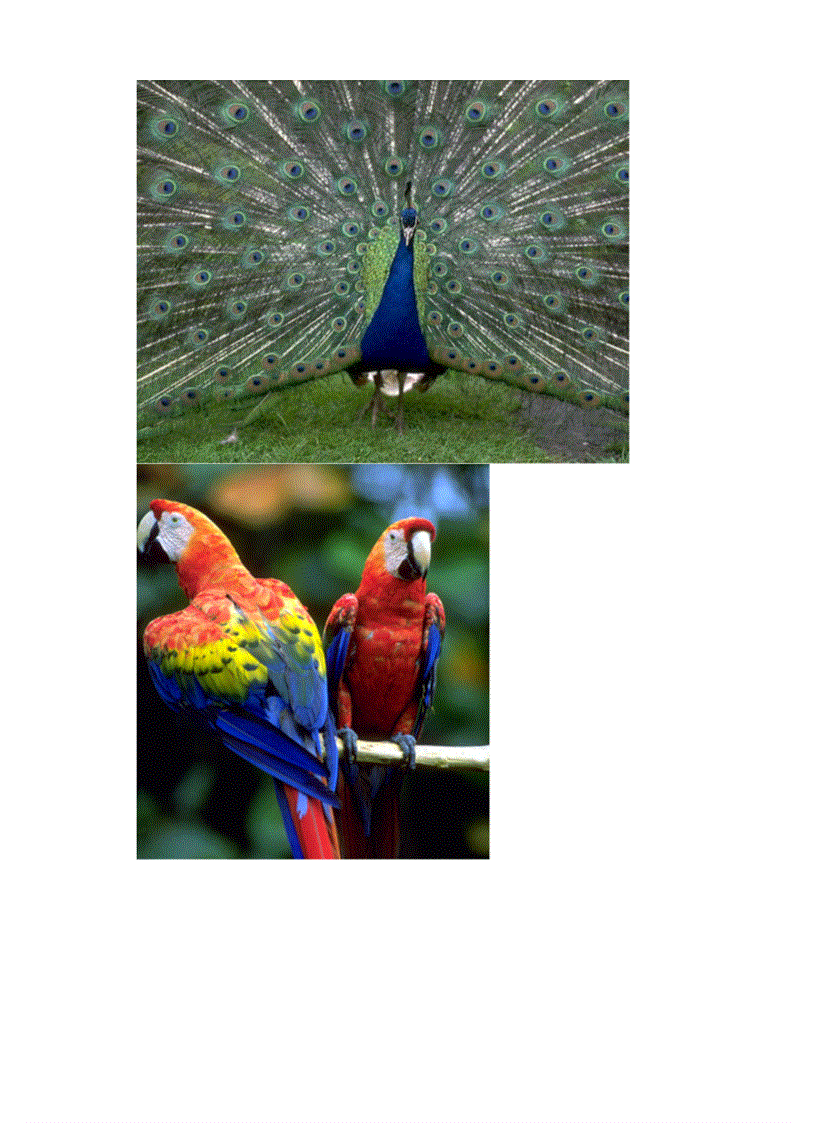 image for page Hinh anh mot so loai chim