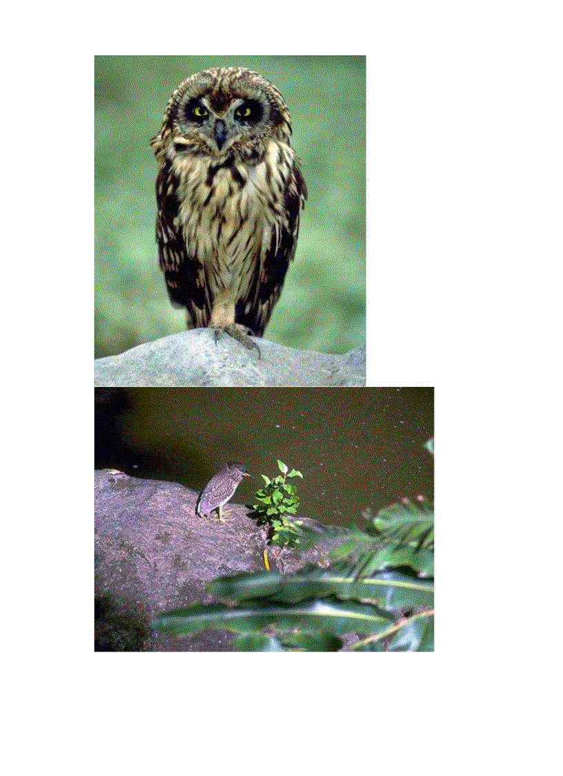 image for page Hinh anh mot so loai chim