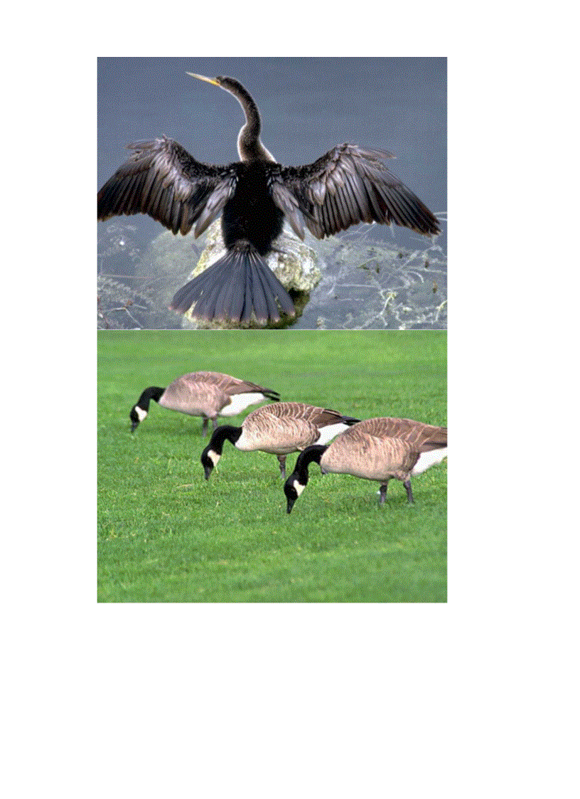 image for page Hinh anh mot so loai chim