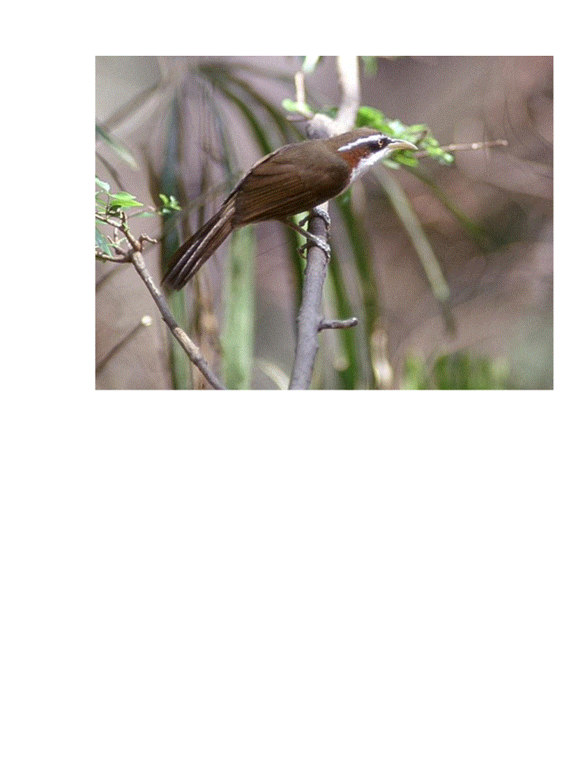 image for page Hinh anh mot so loai chim