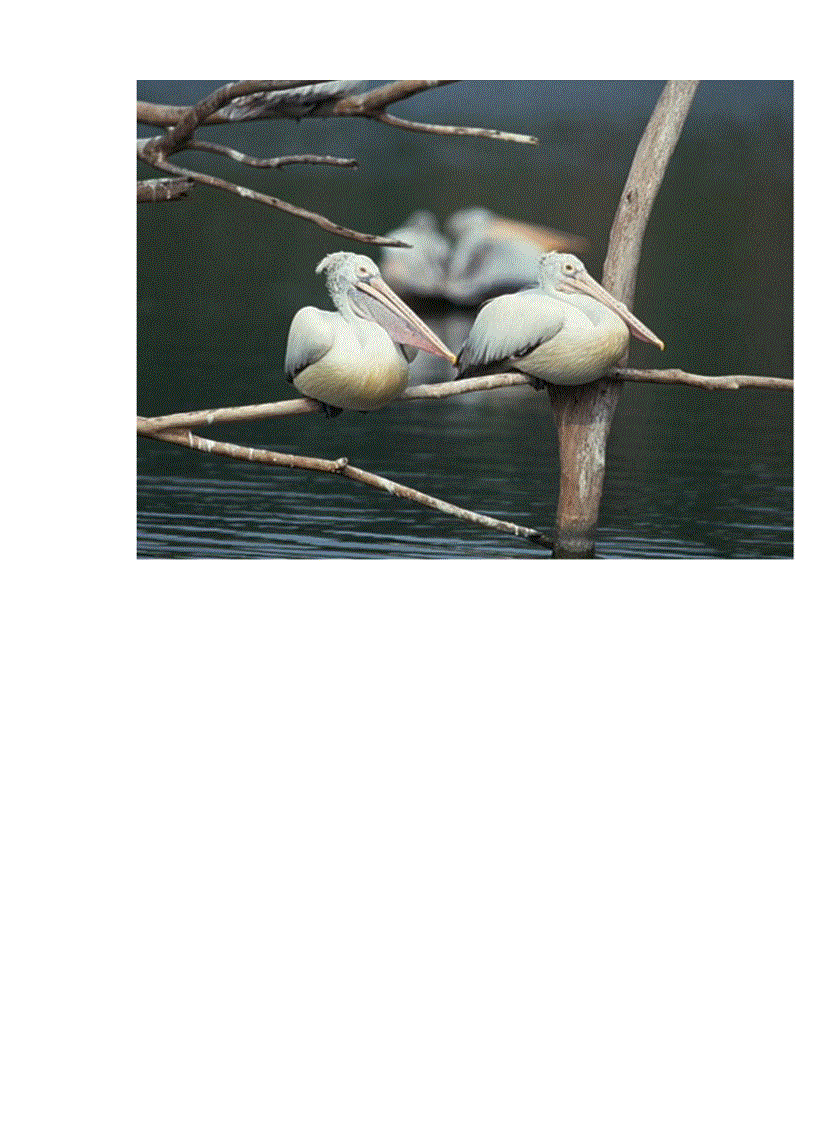 image for page Hinh anh mot so loai chim