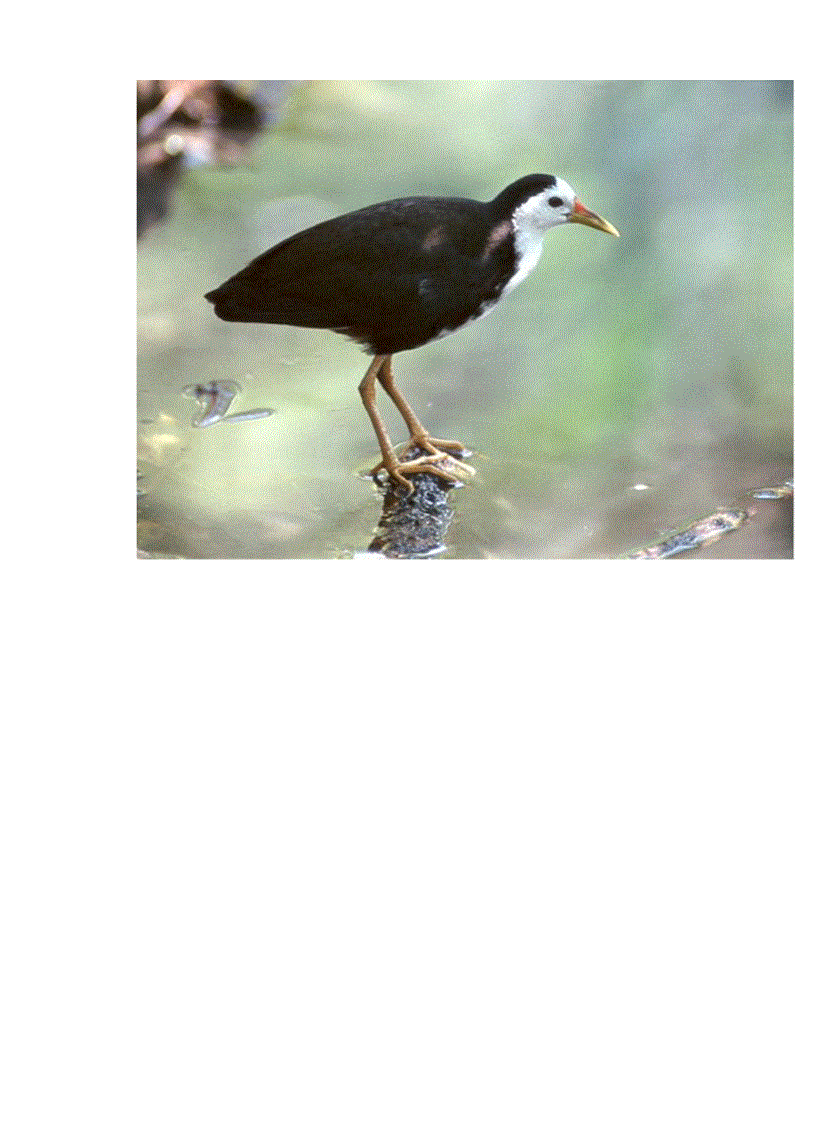 image for page Hinh anh mot so loai chim