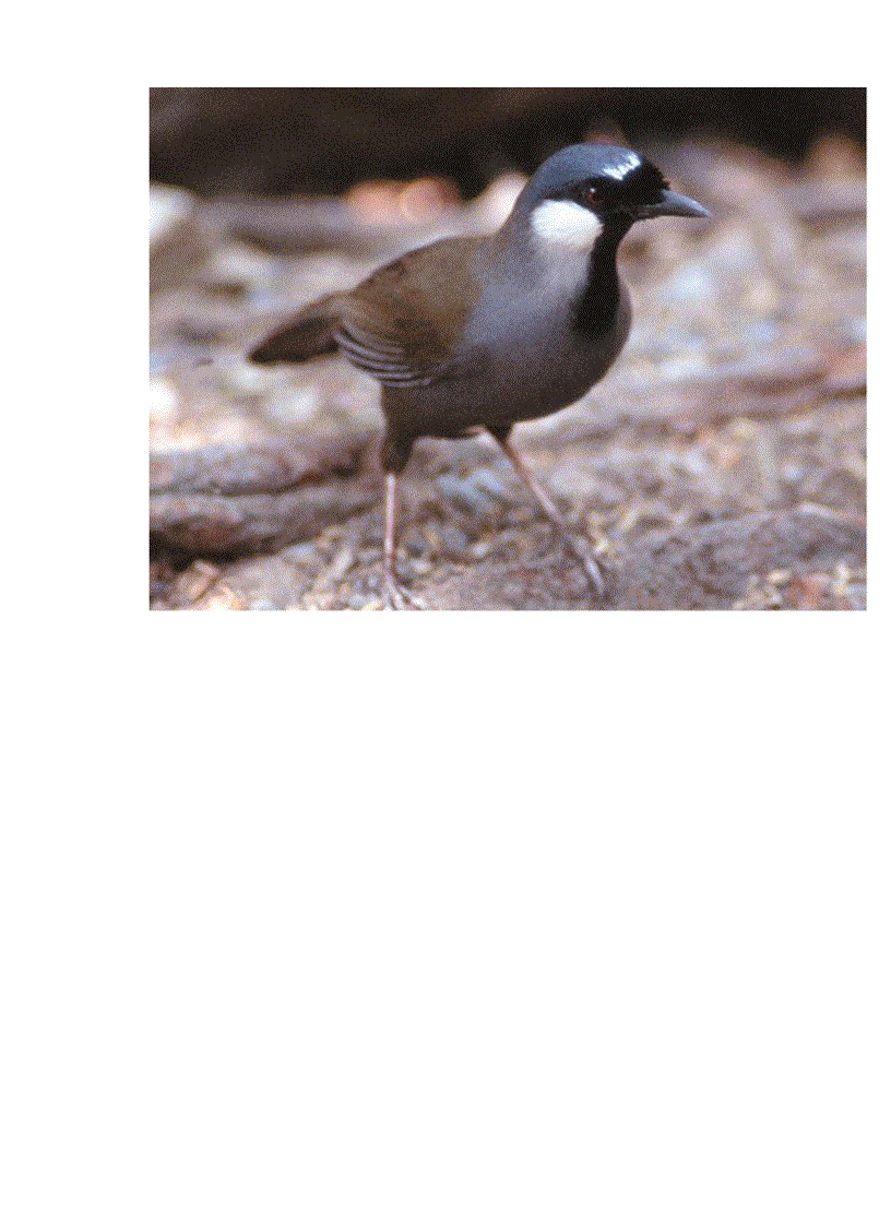 image for page Hinh anh mot so loai chim