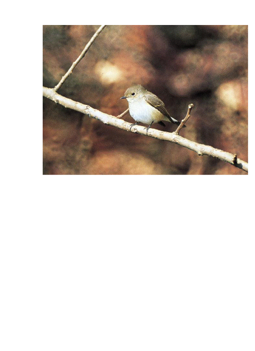 image for page Hinh anh mot so loai chim