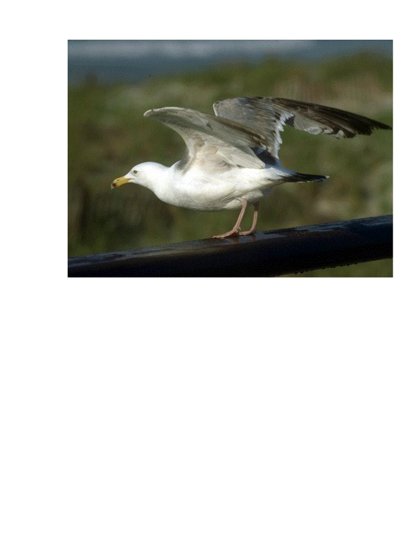 image for page Hinh anh mot so loai chim