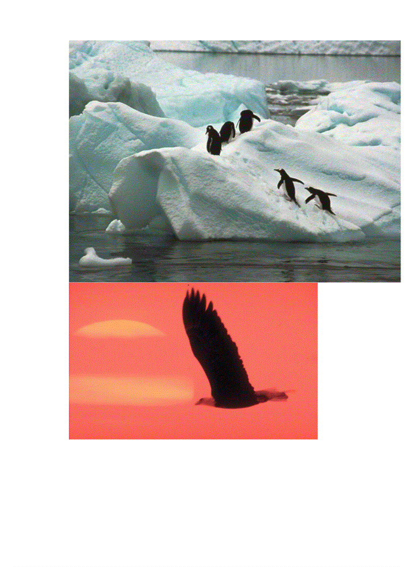 image for page Hinh anh mot so loai chim