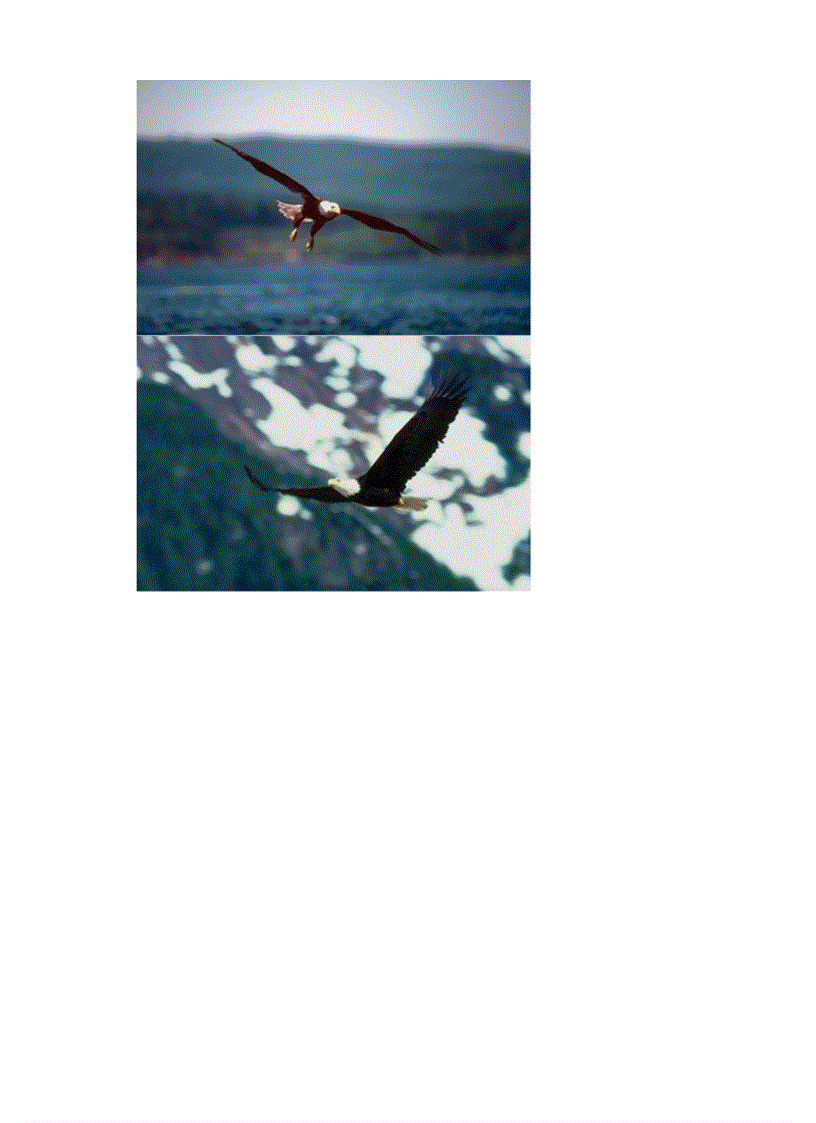 image for page Hinh anh mot so loai chim