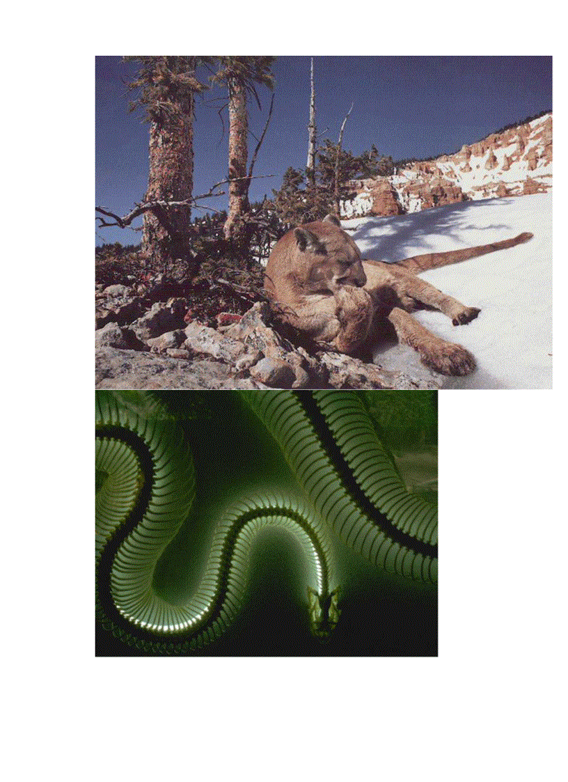 image for page Hinh mot so loai thu