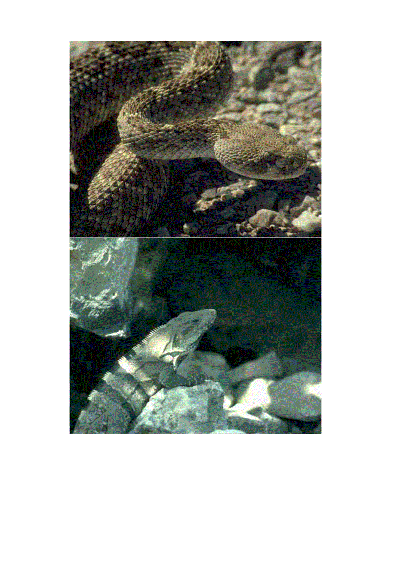 image for page Hinh mot so loai thu