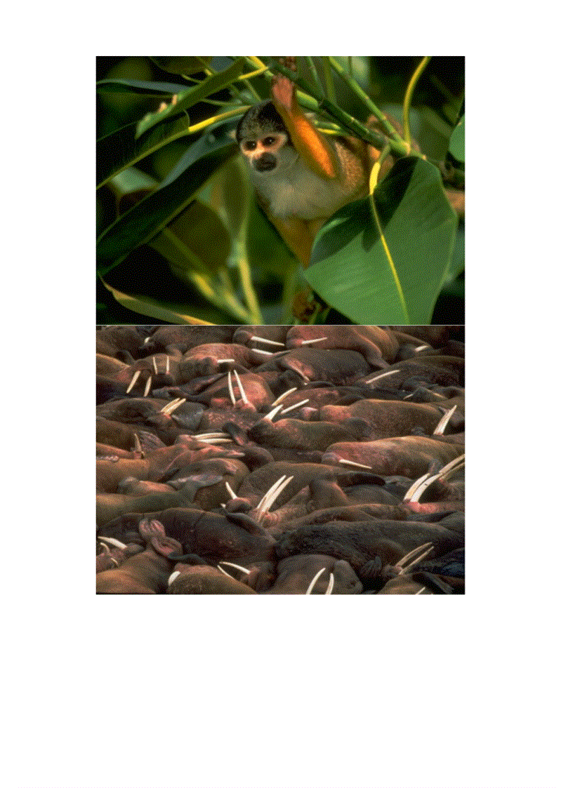 image for page Hinh mot so loai thu