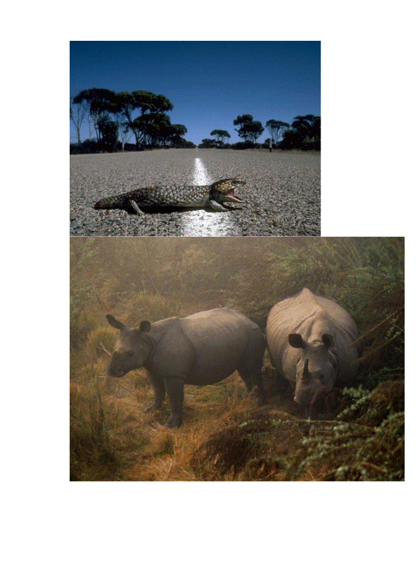 image for page Hinh mot so loai thu