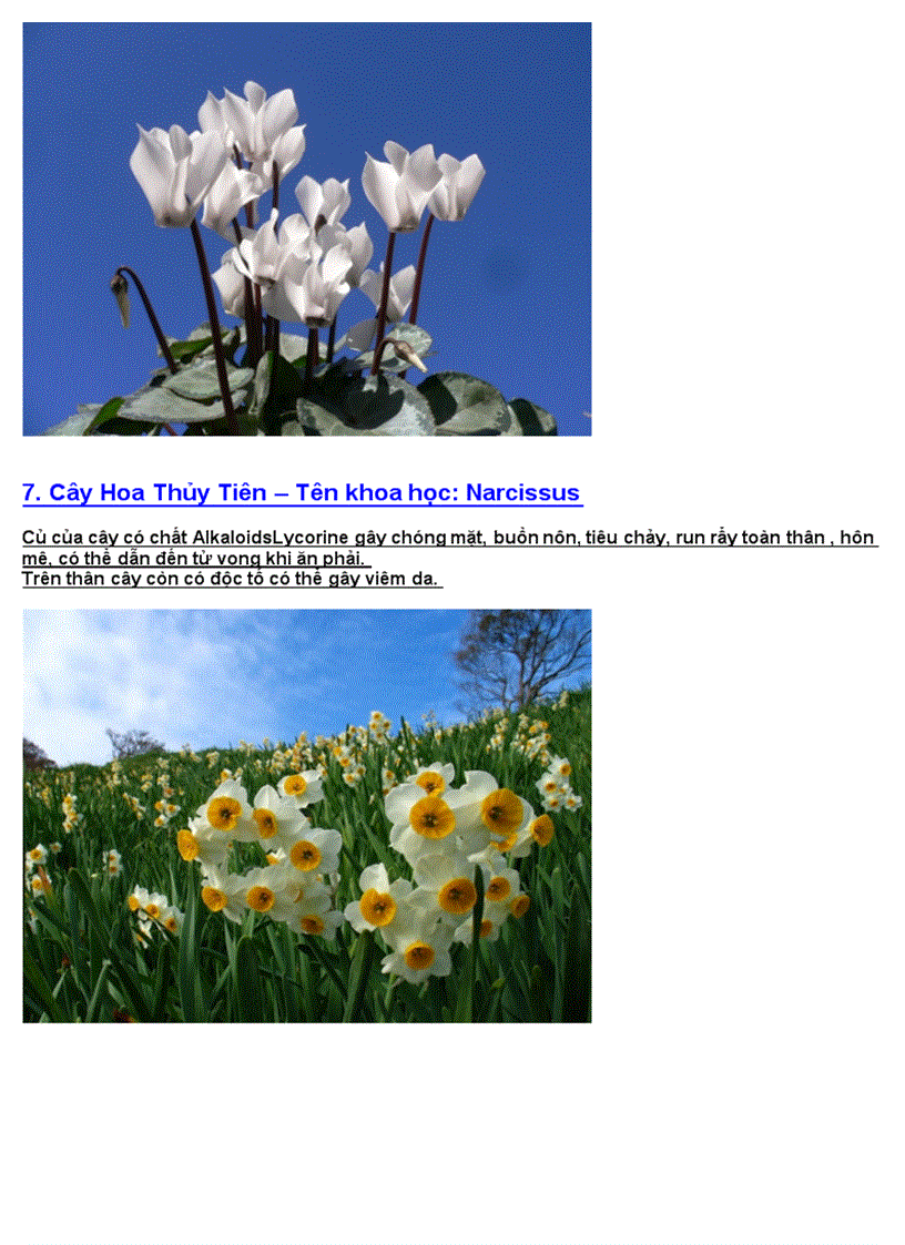 image for page Hoa có chứa độc tố