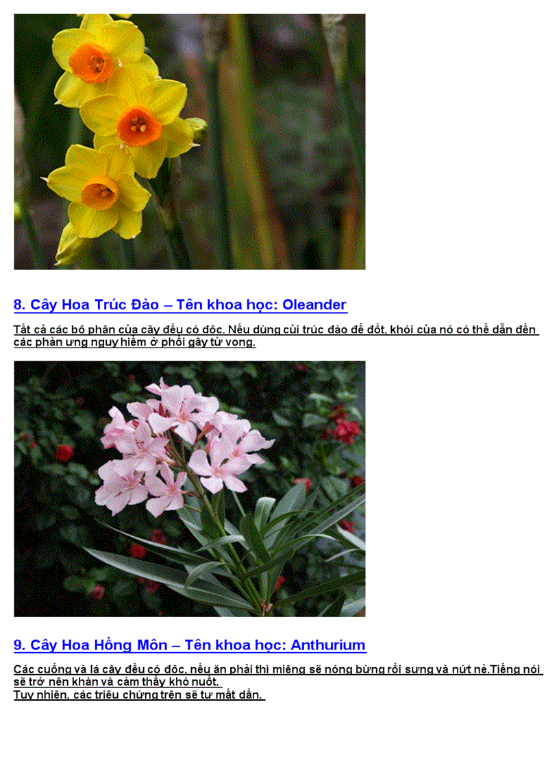 image for page Hoa có chứa độc tố